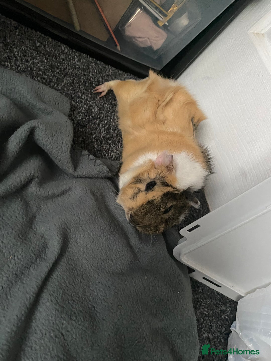 Guinea Pig rodents for sale: Two bonded male Guinea Pigs  - Advert 5