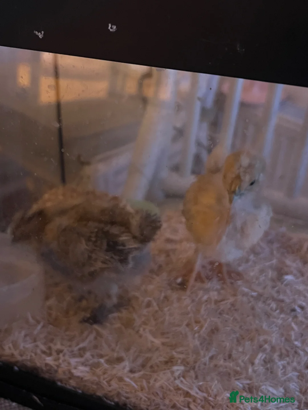 Chickens poultry for sale: Two silkie chicks  - Advert 3