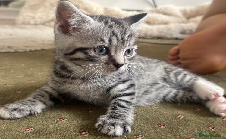 British Shorthair cats - Advert 2