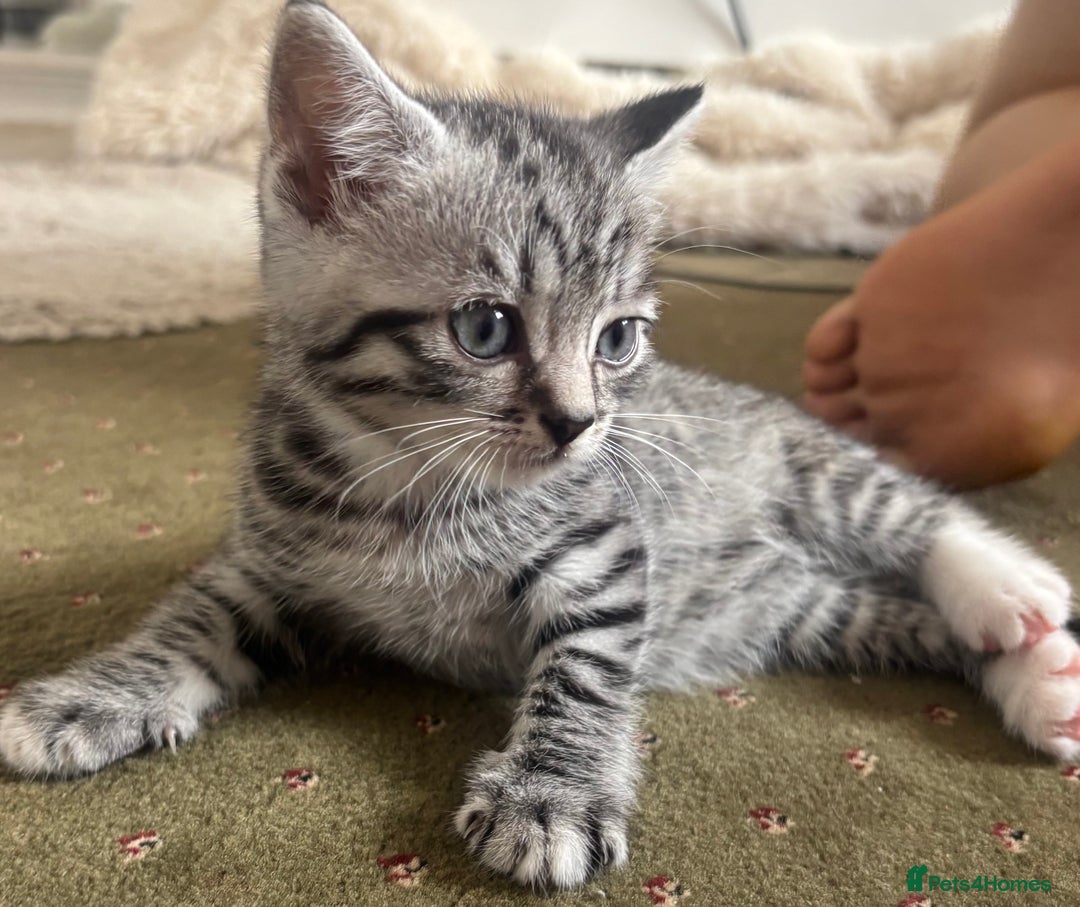 British Shorthair cats for sale: BSH silver tabby kittens - Image 1