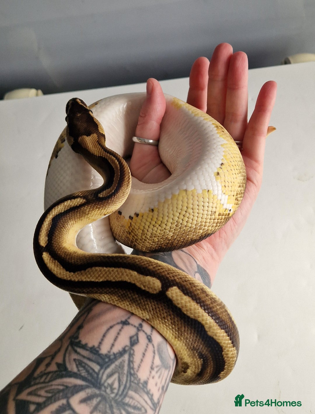 Python Snake reptiles for sale: Pied Royal / Ball Python - Image 6