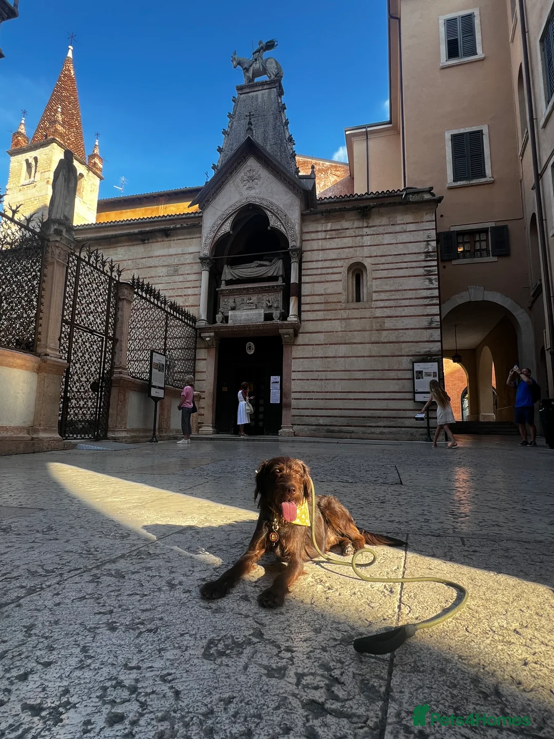 Mixed Breed dogs for sale: Lab x Cockapoo - Rehoming Bertie (Not selling) - Advert 4