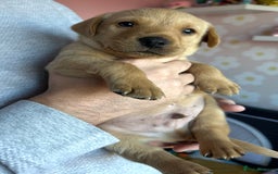 Labrador Retriever dogs for sale: 8 Beautiful Golden Labrador Puppies  - Advert 11