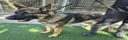 German Shepherd dogs for sale: German Shepherd Male 10 months - Advert 3