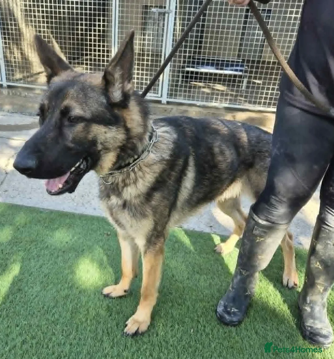 German Shepherd dogs for sale: German Shepherd Male 10 months - Advert 3