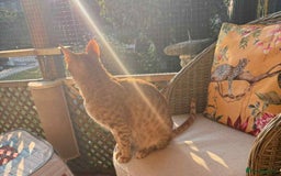 Arabian Mau cats for adoption: Gus   - Image 3