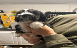 Tibetan Terrier dogs for sale: Araki Tibetan Terriers puppies for sale - Advert 9