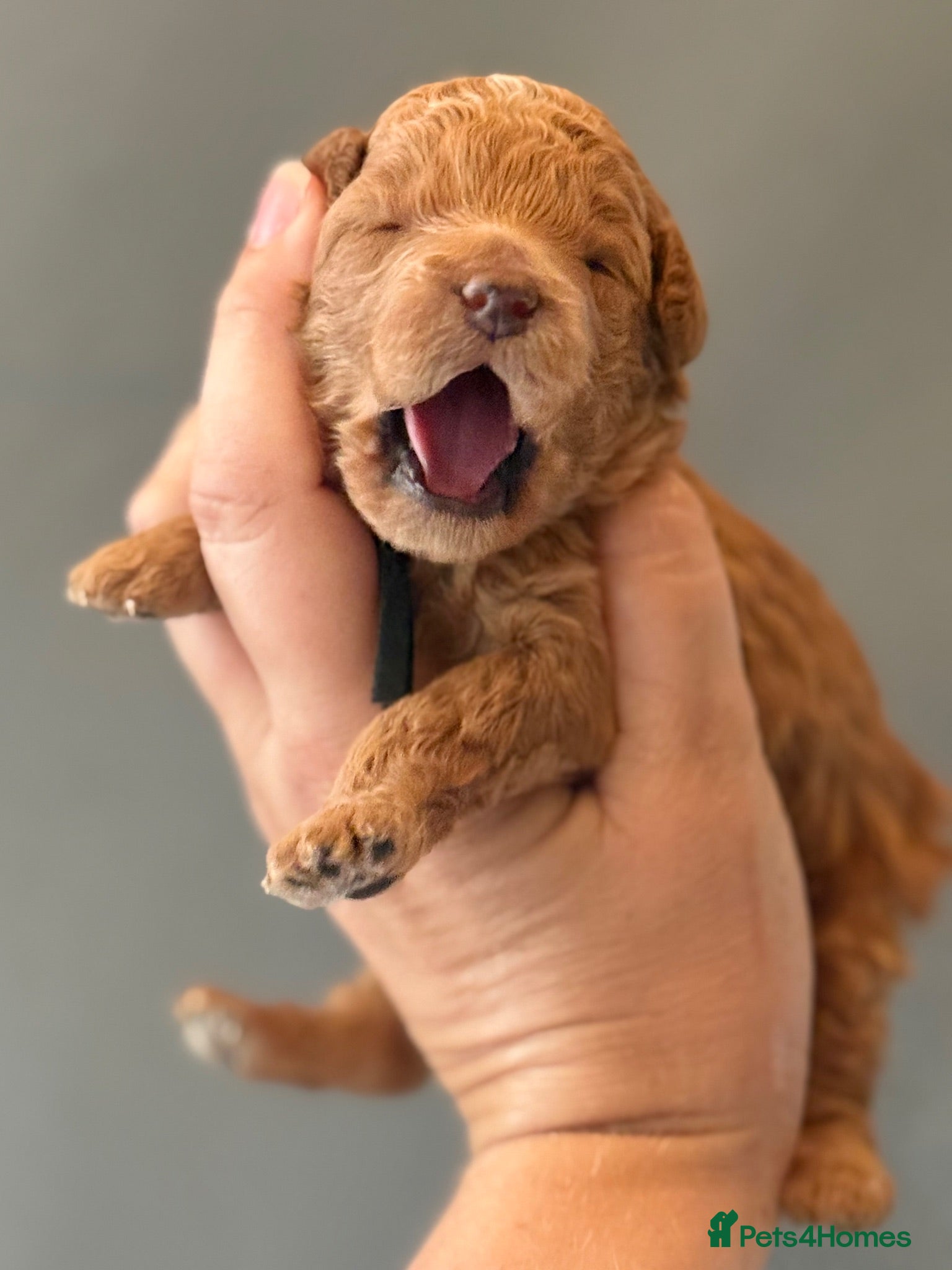 Mini Goldendoodle dogs Small sized Goldendoodle Puppies - Advert 3