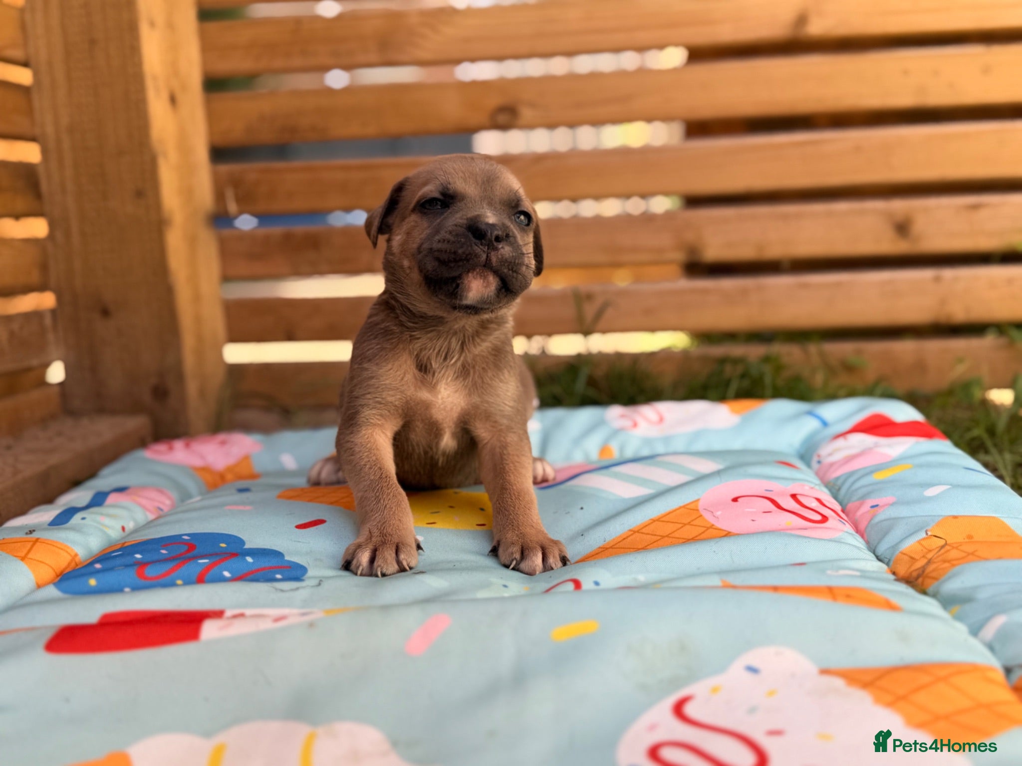 Cane Corso dogs Stunning cane corso 🐶 - Advert 1