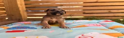 Cane Corso dogs for sale: Stunning cane corso 🐶 - Advert 16