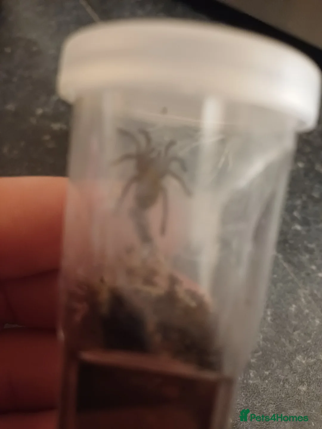 Tarantulas invertebrates for sale: OBT Spider Slings  - Advert 5