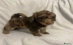 Cockapoo dogs for sale: Chocolate merl Cockapoo puppies  - Image 5