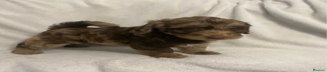 Cockapoo Puppy 1