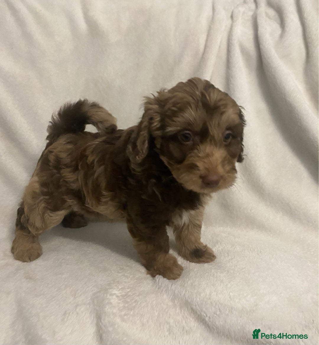 Cockapoo dogs for sale: Chocolate merl Cockapoo puppies  - Image 5