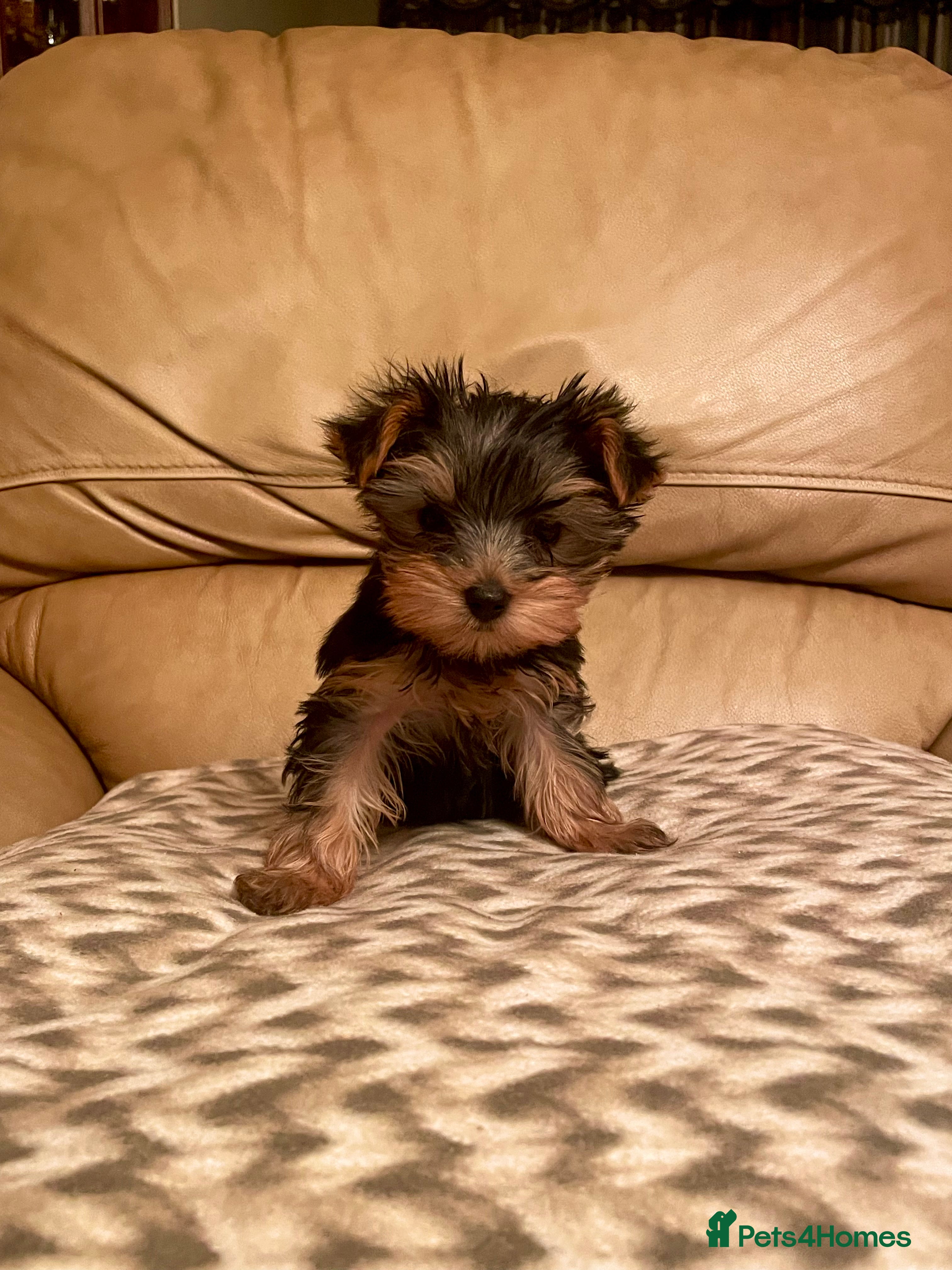 Yorkshire Terrier dogs One adorable kc girl left! Famous crufts ozmillion - Advert 18