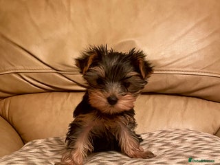 Yorkshire Terrier dogs One adorable kc girl left! Famous crufts ozmillion - Advert 18