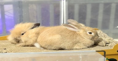 Lionhead rabbits - Advert 16