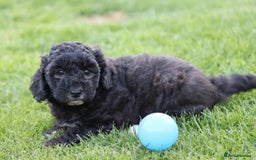 Cavapoochon dogs for sale: Cavapoochon puppies for sale - Image 32