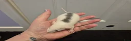 Rat rodents for sale: Baby Dumbo Rats in Durham - Advert 22