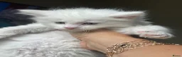 Maine Coon cats for sale: Maine Coon boy - Advert 18