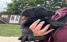 Labrador Retriever dogs for sale: Stunning KC reg black labs READY THIS WEEKEND - Image 2