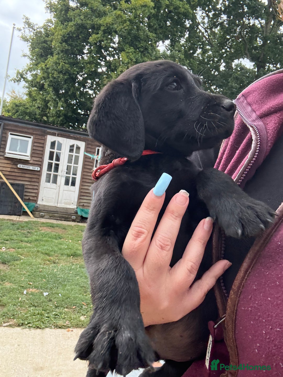Labrador Retriever dogs for sale: Stunning KC reg black labs READY THIS WEEKEND - Image 2