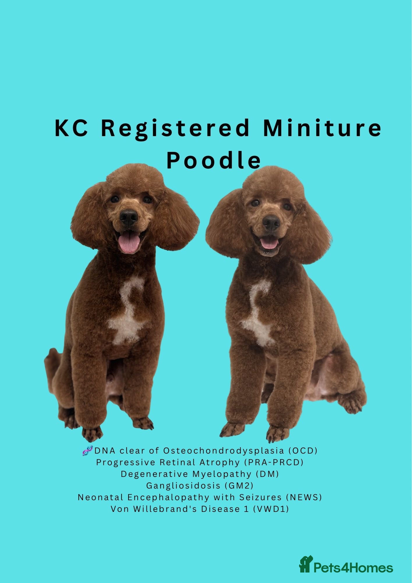 Miniature Poodle dogs EDDIE Red miniature poodle stud  - Advert 3