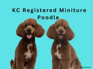 Miniature Poodle dogs EDDIE Red miniature poodle stud - Advert 3