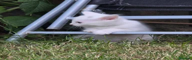 Turkish Angora left