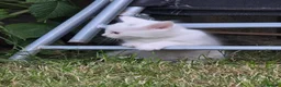 Turkish Angora cats for sale: Cute White Turkish Angora kittens / mixed eyes !  - Advert 8
