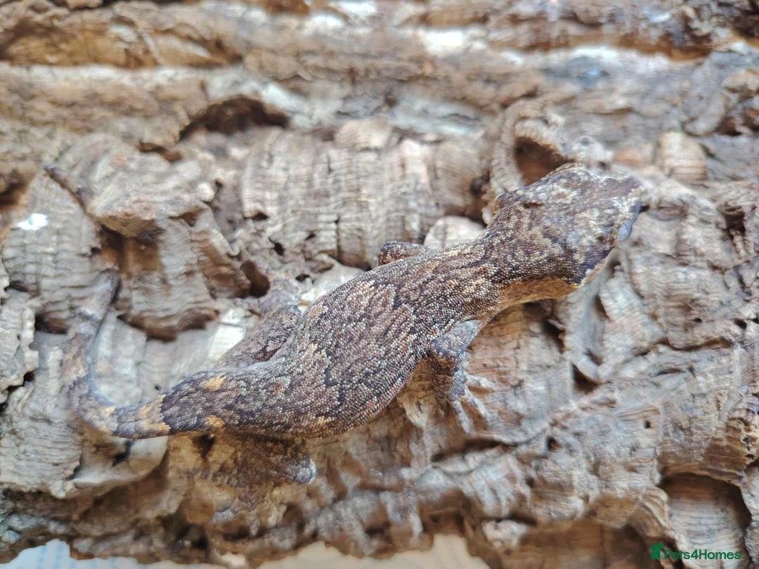 Gecko reptiles for sale: Gargoyle geckos - Advert 1