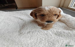 Cockapoo dogs for sale: Gorgous F1B Cockapoo Puppies ready 12th October  - Image 13