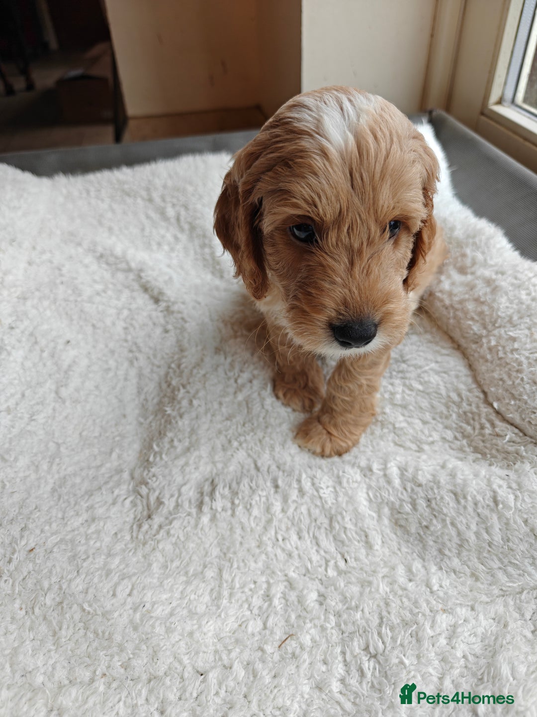 Cockapoo dogs for sale: Gorgous F1B Cockapoo Puppies ready 12th October  - Image 13