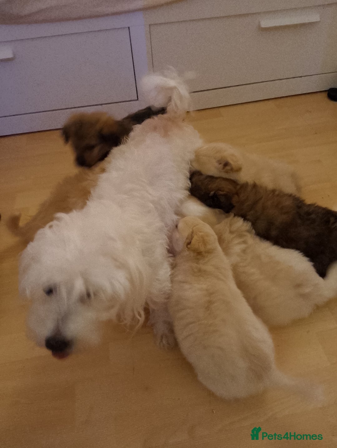 Mixed Breed dogs for sale: Puppy's  - Image 16