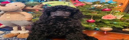 Standard Poodle dogs for sale: KC Standard poodle puppies🐩 - Advert 12
