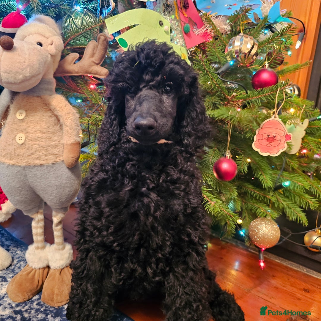 Standard Poodle dogs for sale: KC Standard poodle puppies🐩 - Advert 12