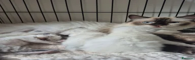 Ragdoll 4