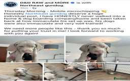 Weimaraner dogs for sale: Weimaraner litter - Image 19