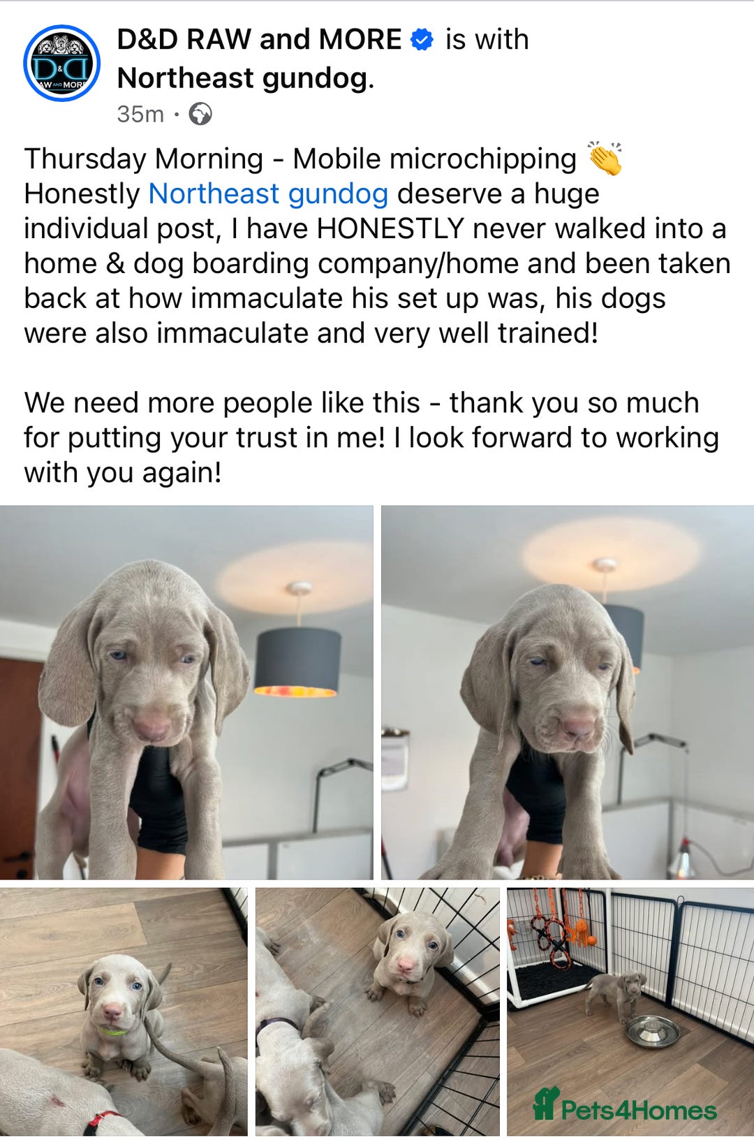 Weimaraner dogs for sale: Weimaraner litter - Image 19