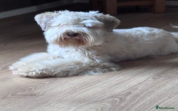 Miniature Schnauzer dogs for sale: Wheaton cameral Mini shnauzer for sale🌟✨ - Image 3