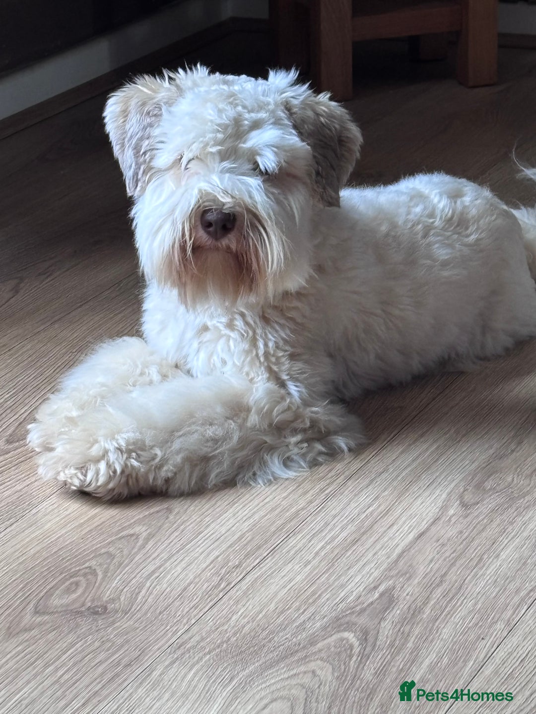 Miniature Schnauzer dogs for sale: Wheaton cameral Mini shnauzer for sale🌟✨ - Image 3