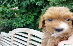 Cockapoo dogs for sale: F1 fox red cockerpoo puppies  - Image 7