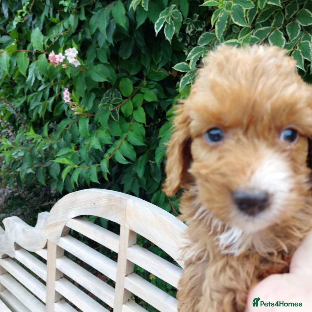 Cockapoo dogs for sale: F1 fox red cockerpoo puppies  - Image 7