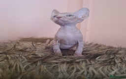 Sphynx cats for sale: Sphynx kittens - Image 5