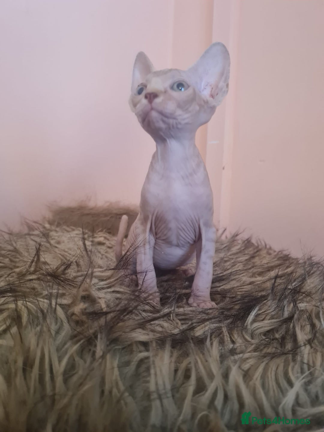 Sphynx cats for sale: Sphynx kittens - Image 5