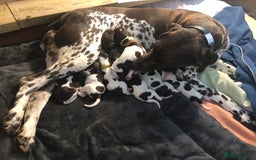 German Shorthaired Pointer dogs for sale: Stunning KC Reg German shorthaired pointers  - Image 5