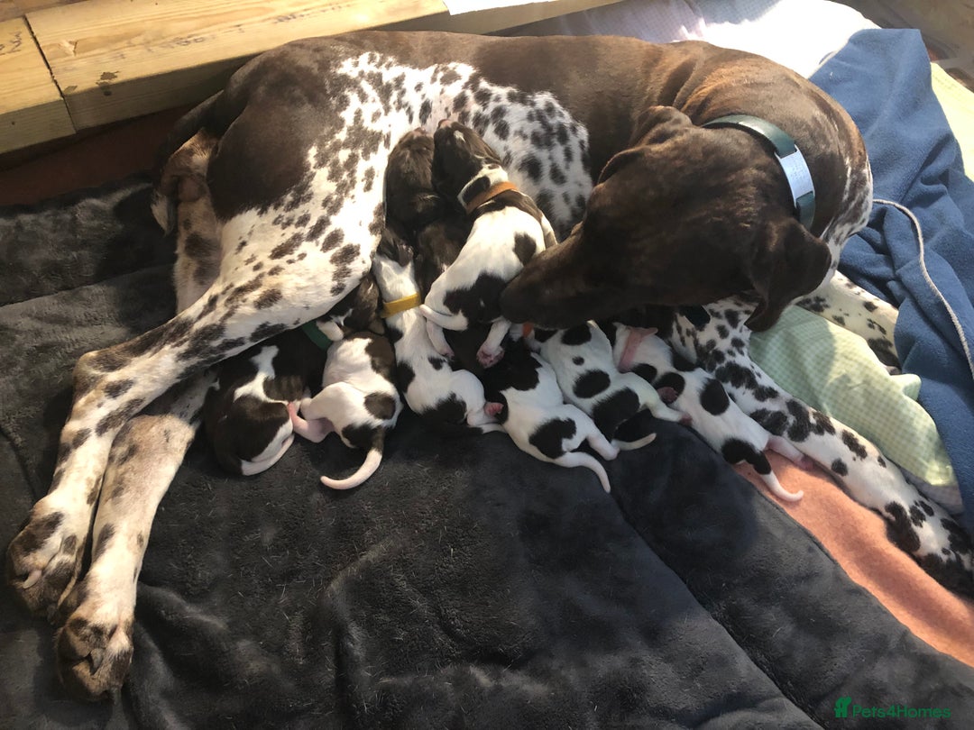 German Shorthaired Pointer dogs for sale: Stunning KC Reg German shorthaired pointers  - Image 5