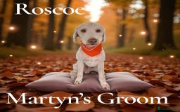 Bedlington Terrier dogs for stud: Bedlington Terrier Stud - Liver - AGE 6 in Darlington - Advert 27