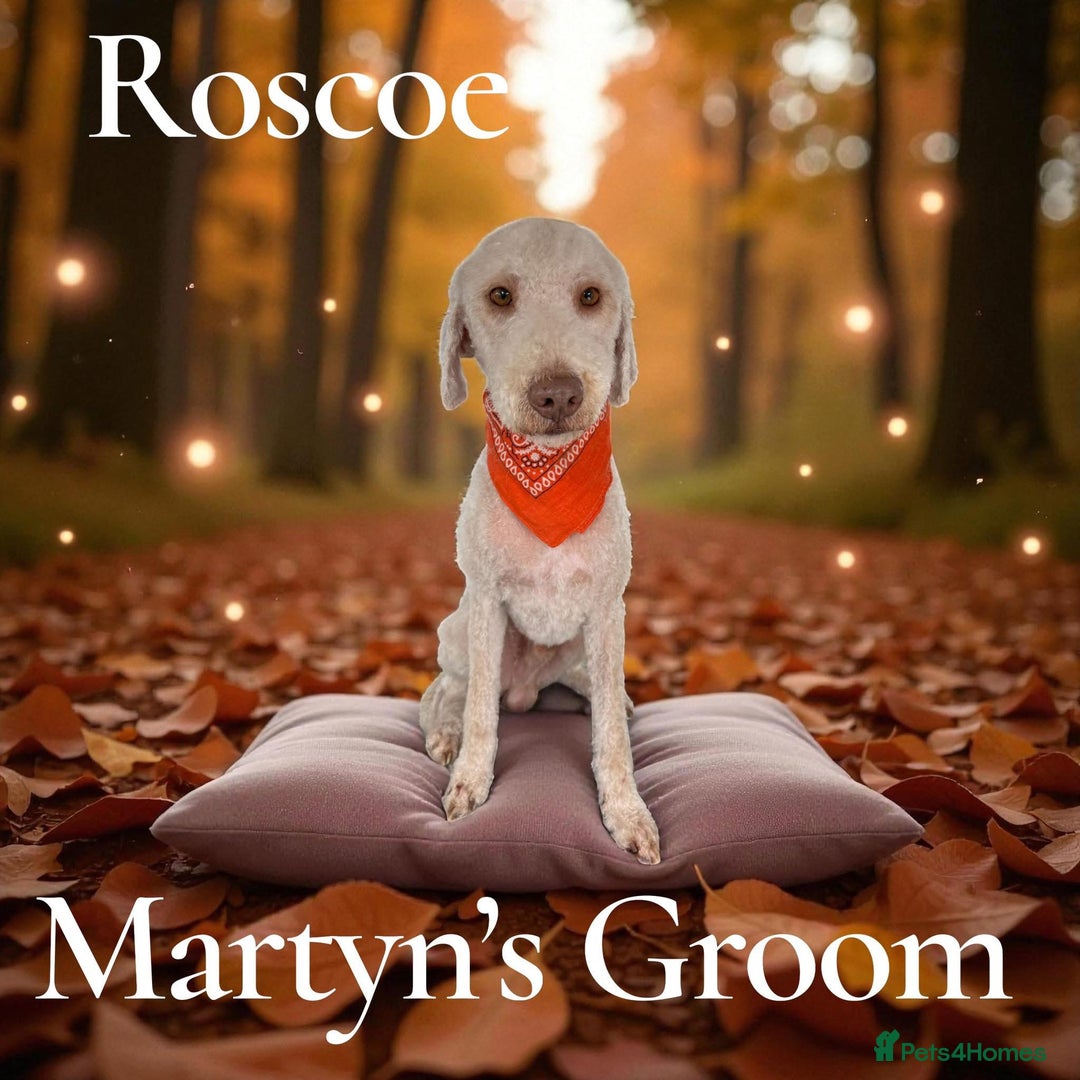 Bedlington Terrier dogs for stud: Bedlington Terrier Stud - Liver - AGE 6 in Darlington - Advert 27