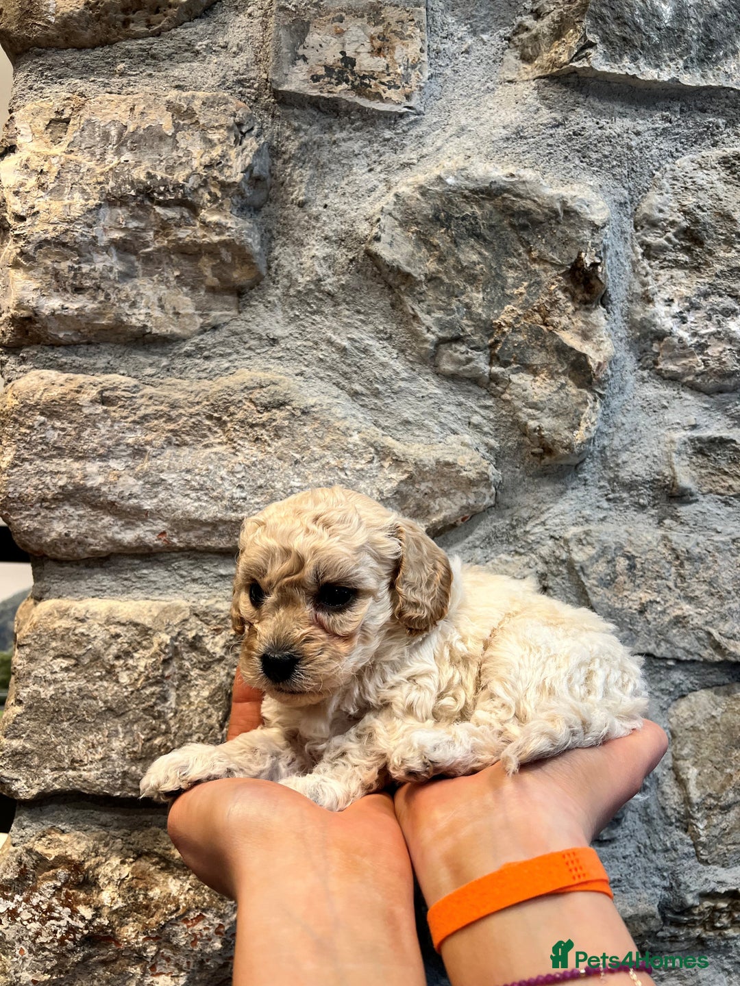 Cavapoochon dogs for sale: All sold now  - Advert 30